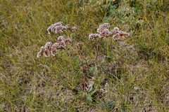 Goniolimon speciosum