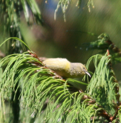 Chlorodrepanis virens wilsoni