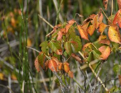 Toxicodendron