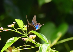 Papilio crino
