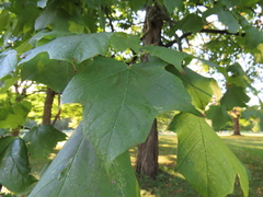 Acer nigrum