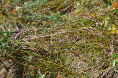 Carex duriuscula