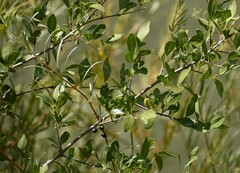 Forestiera pubescens pubescens