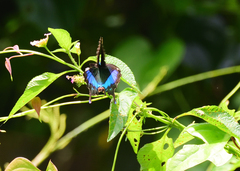 Papilio crino