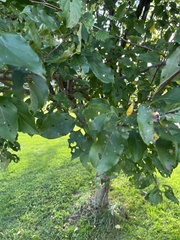 Malus coronaria