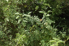 Glycyrrhiza lepidota