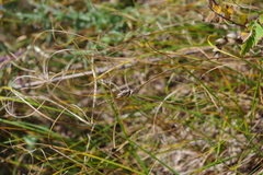 Carex duriuscula