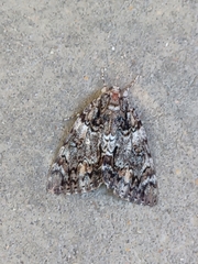 Catocala lacrymosa