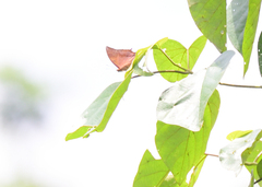 Charaxes bernardus