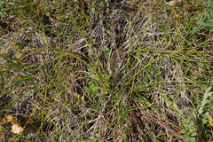 Carex duriuscula