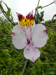 Alstroemeria pulchra
