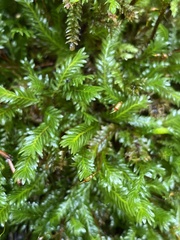 Fissidens taxifolius