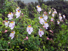 Alstroemeria pulchra