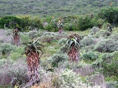 Aloe africana