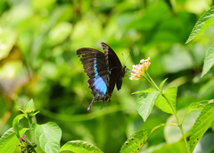 Papilio crino