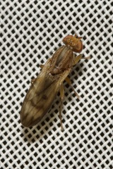 Opomyza germinationis