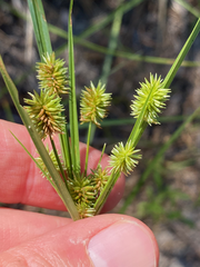 Cyperus retrorsus