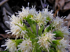 Petasites albus