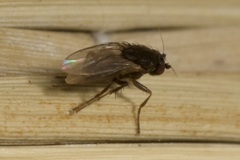 Limosininae