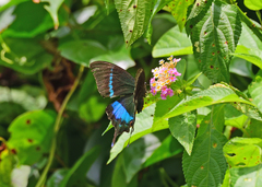 Papilio crino