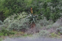 Aloe africana