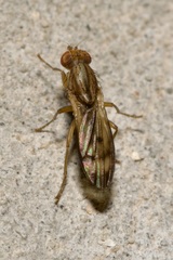 Opomyza germinationis