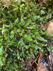 Fissidens taxifolius