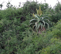 Aloe africana
