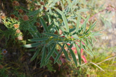 Thermopsis lanceolata