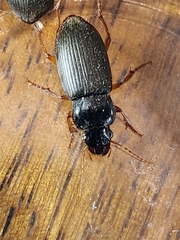 Harpalus rufipes