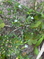 Polypremum procumbens