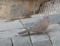 Streptopelia senegalensis