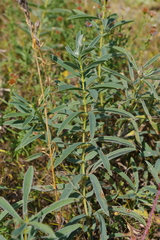 Thermopsis lanceolata