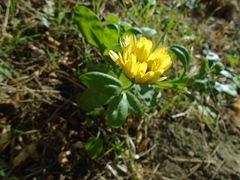 Calendula officinalis