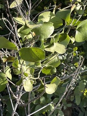 Smilax bona-nox