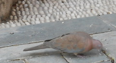 Streptopelia senegalensis