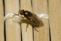 Limosininae
