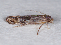 Mompha solomoni