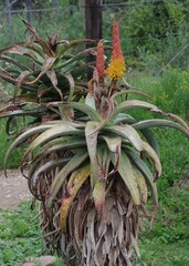 Aloe africana