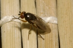 Limosininae