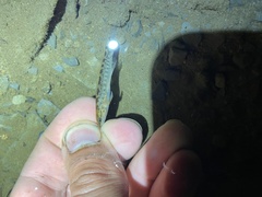 Etheostoma flabellare