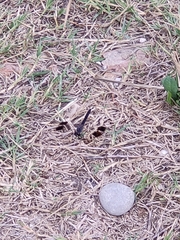 Brachythemis impartita