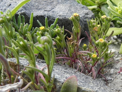 Amblyopappus pusillus