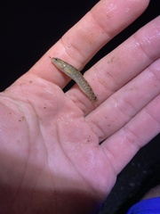 Etheostoma flabellare