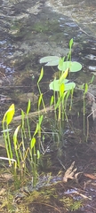 Sagittaria