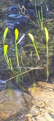 Sagittaria