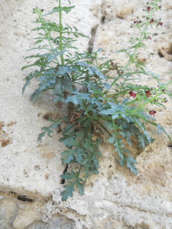Scrophularia pinardii