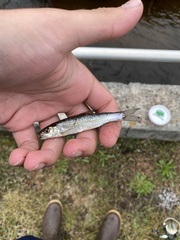 Semotilus corporalis