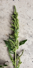 Amaranthus hybridus