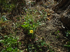 Calendula officinalis